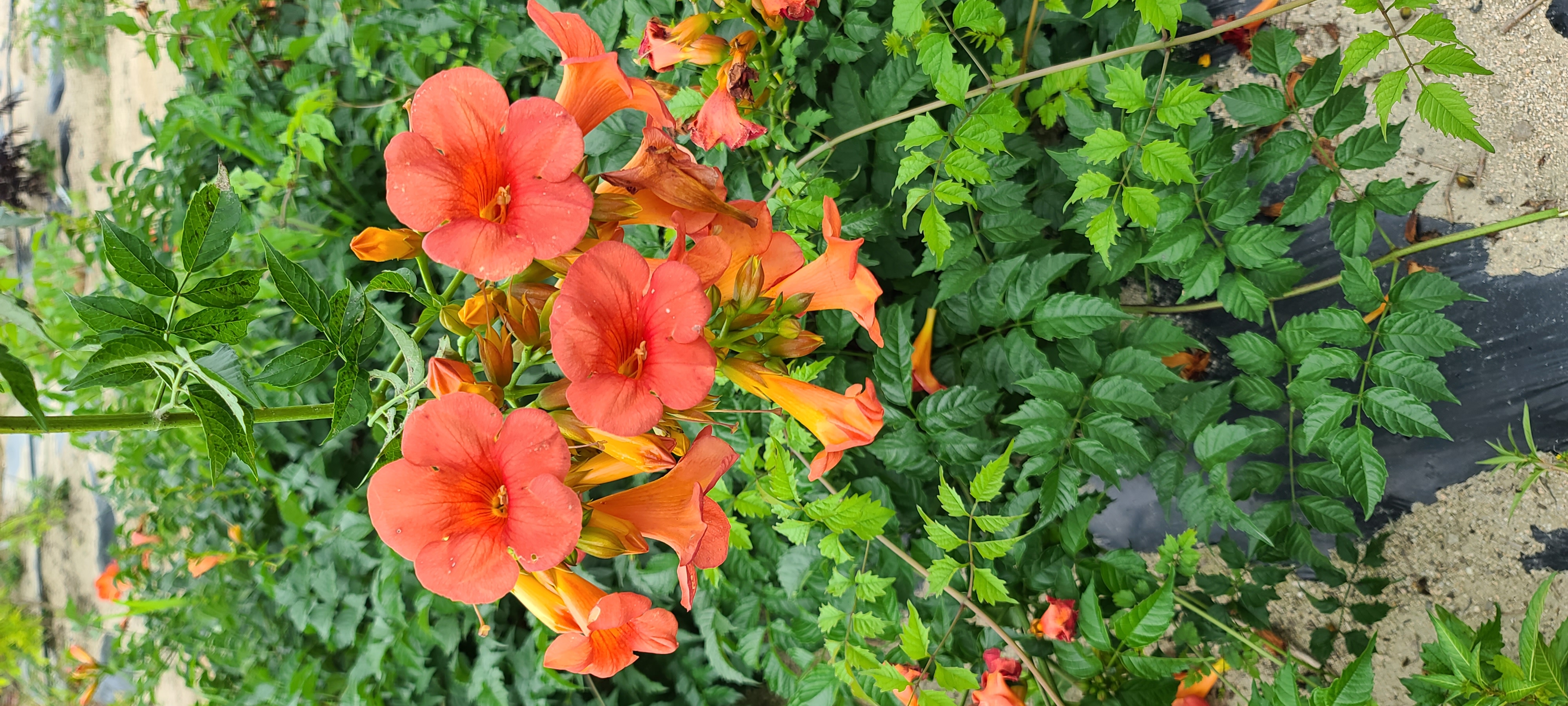 Campsis tagliabuana 'Madame Galen'
